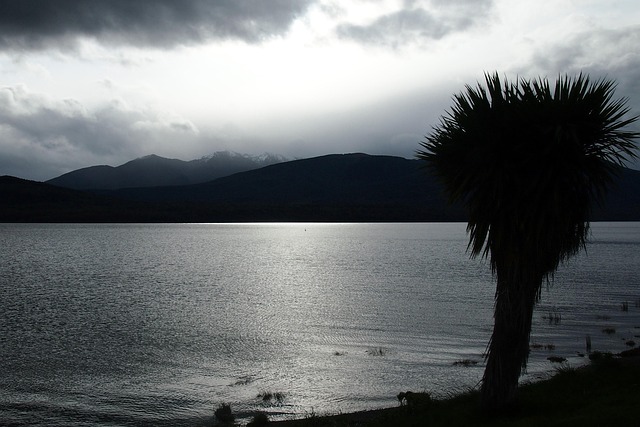 Free Palm Tree Silhouette photo and picture