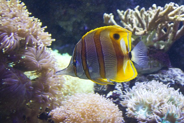 Free Fish Stripy photo and picture