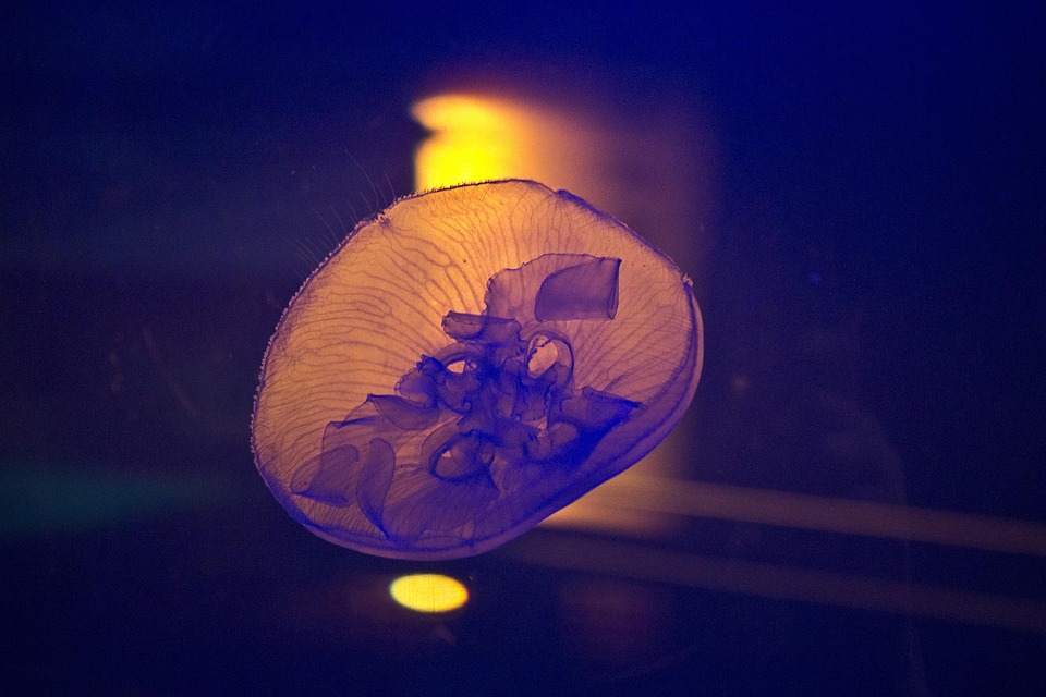 淫秽老师动漫