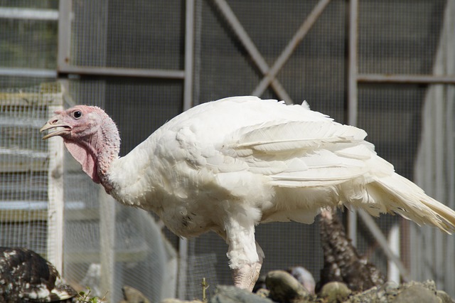 Computer Turkey Poultry - Free photo on Pixabay