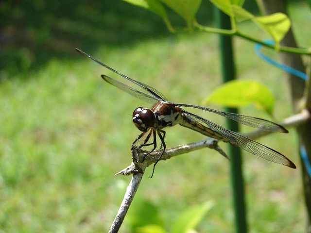 Free Dragonfly Green photo and picture