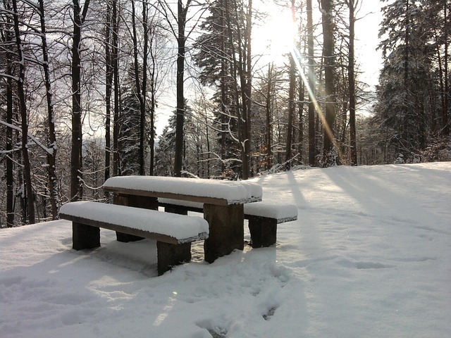Sne, Bank, Picnic, Skov, Vinter, Træer