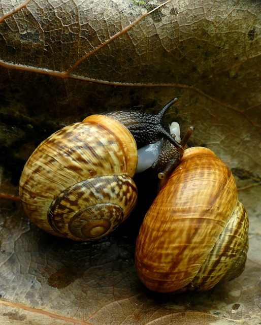 Free Snail Coupling photo and picture