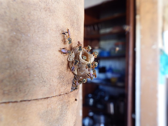 Free Bee Hive photo and picture