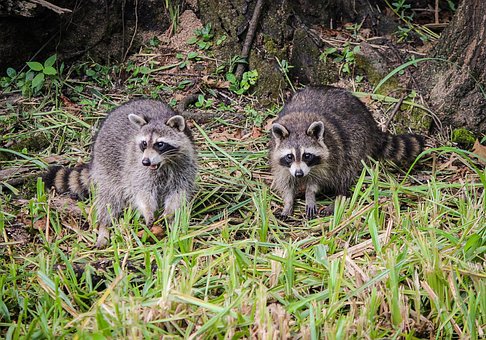 Raccoons, Coon, North American Raccoon