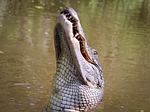 alligator, american alligator, gator