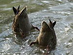 ducks, diving, truly