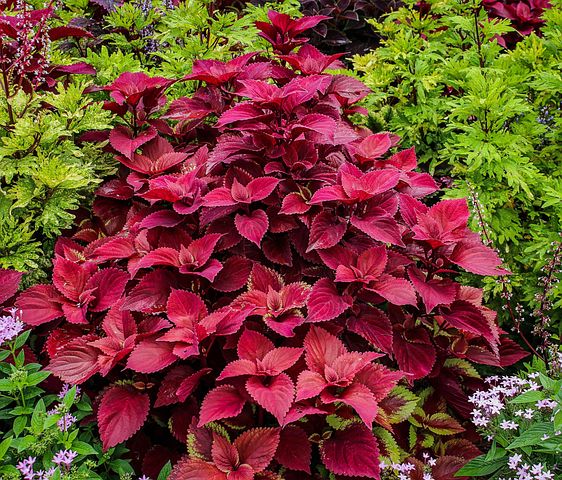 10以上の無料red Coleus Plants コリウス画像 Pixabay