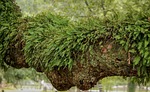 resurrection fern, epiphyte, air plant
