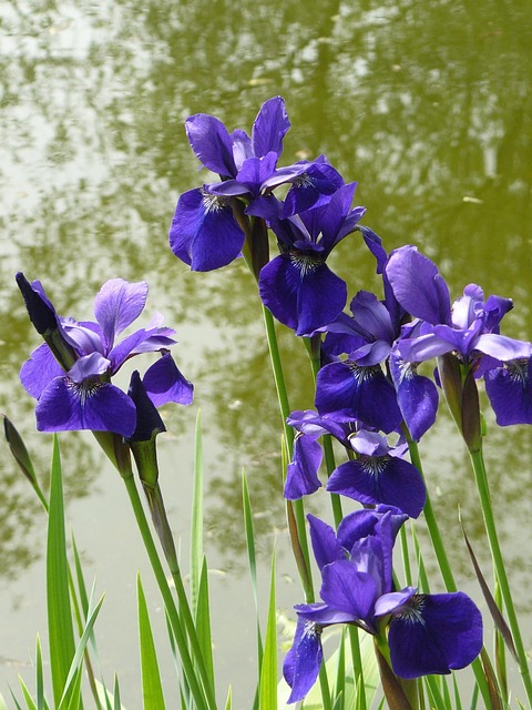 Free Flower Pond photo and picture