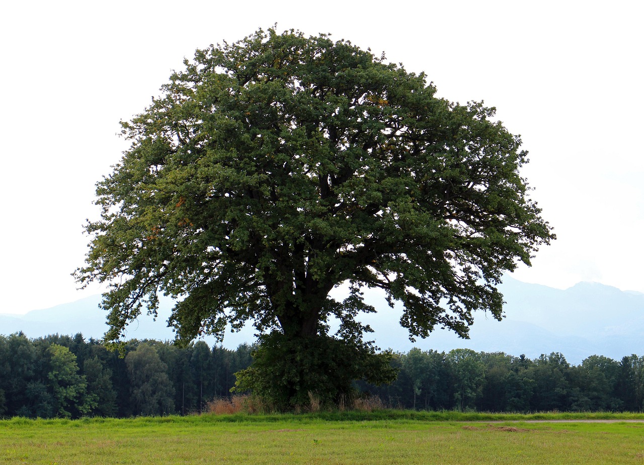Tree Individually Nature - Free photo on Pixabay - Pixabay