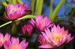 water lilies, purple, aquatic plant
