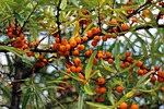sea buckthorn, fruits, berries
