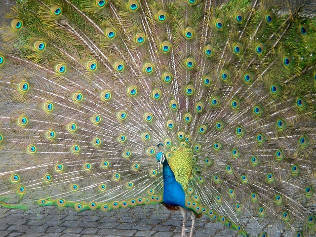 Free Peacock Bird photo and picture