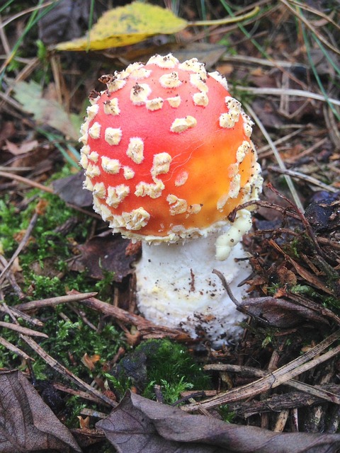 Pilz, Herbst, Natur, Wald
