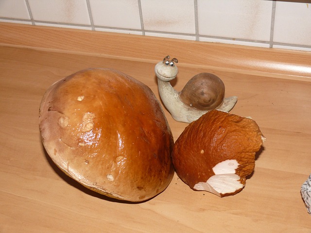 Boletus, Svampe, Natur, Efterår, Måltid