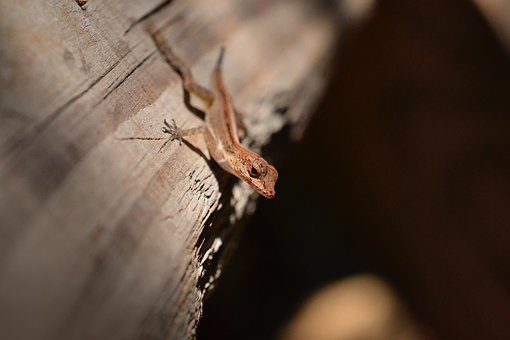 Free Gecko Lizard photo and picture