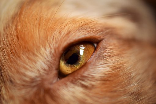 Free Dog Australian Shepherd photo and picture