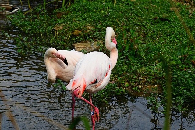 Free Flamingoes Pink photo and picture