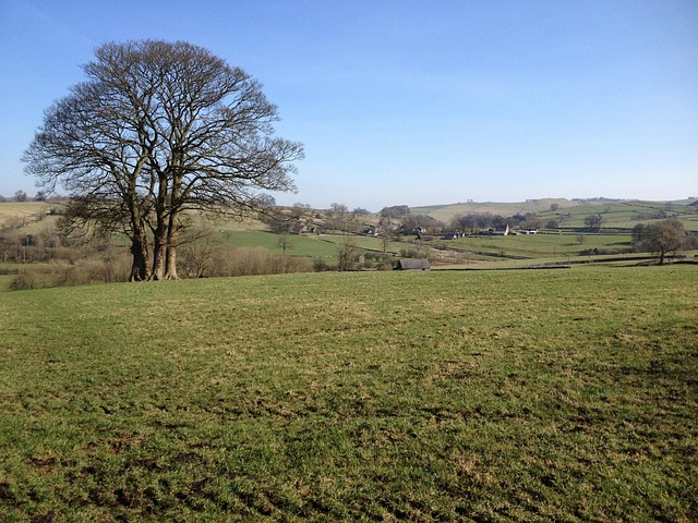 Free Field Tree photo and picture
