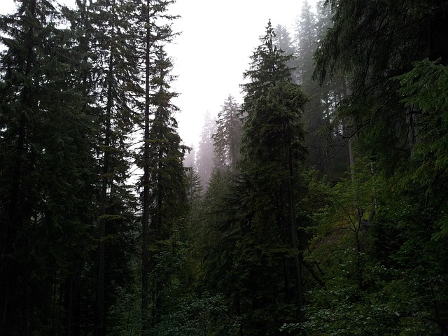 Free Fog Forest photo and picture
