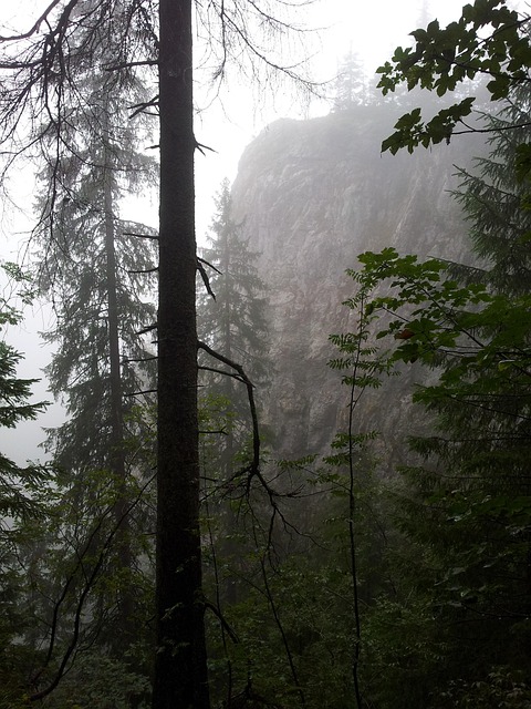 Free Fog Forest photo and picture