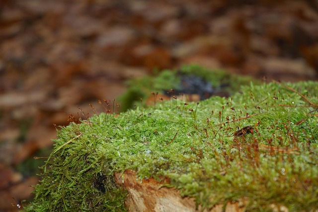 Free Macro Forest photo and picture
