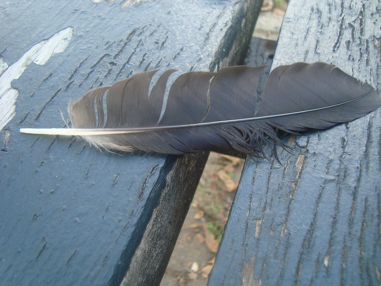 Feather Bench Wing - Free photo on Pixabay - Pixabay