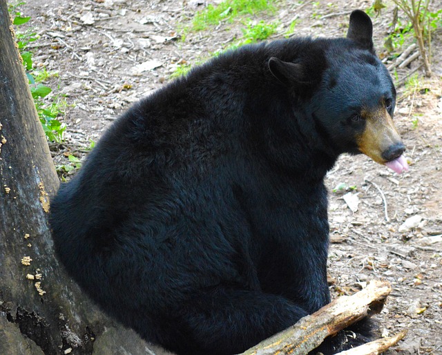 Free American Black Bear Bear photo and picture