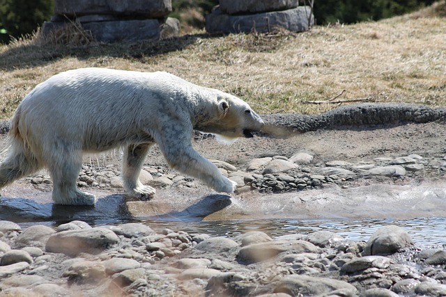 Free Polar Bear Bear photo and picture