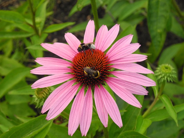 Free Coneflower Bumble photo and picture