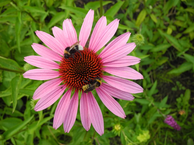 Free Coneflower Bumble photo and picture