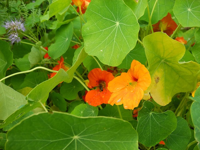 Free Nasturtiums Bee Pasture photo and picture