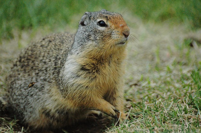 Free Ground Squirrel Squirrel photo and picture
