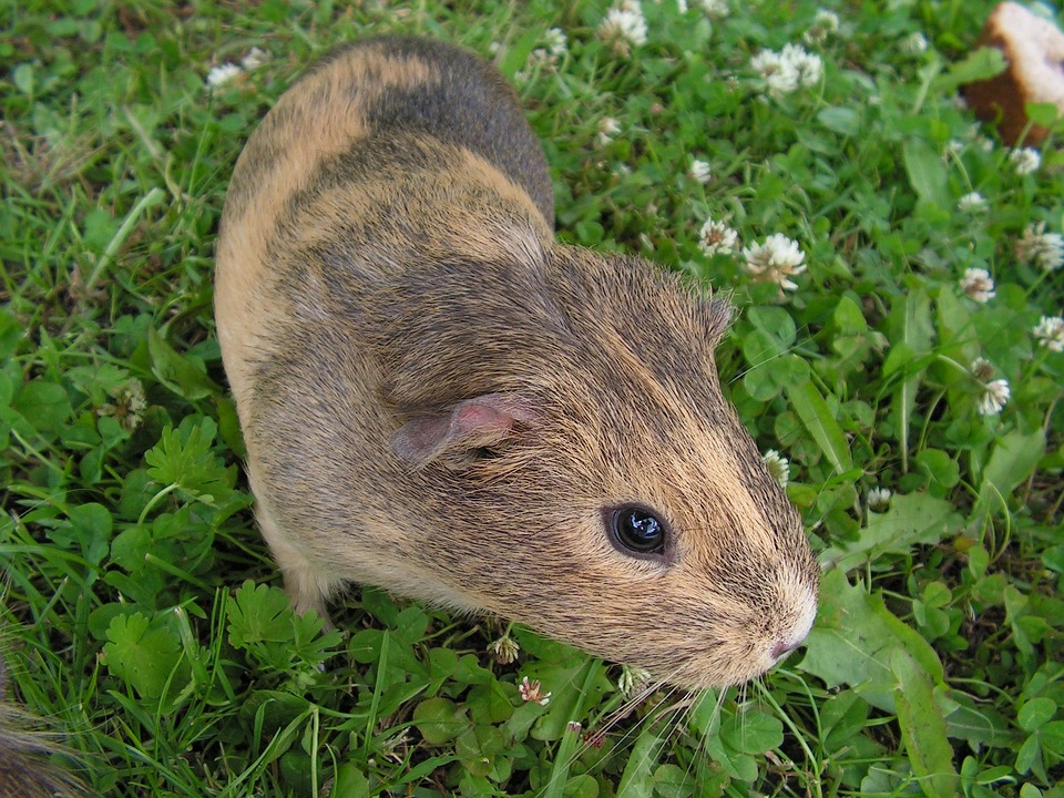 can you walk a guinea pig on a leash