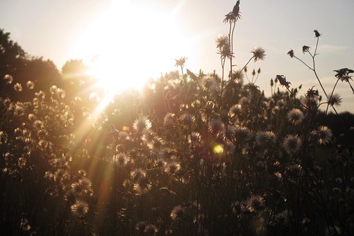Free Meadow Sun photo and picture