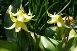 dog's tooth violet, yellow, flower