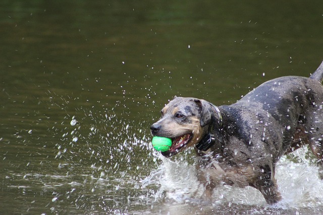 Free Ball Run photo and picture