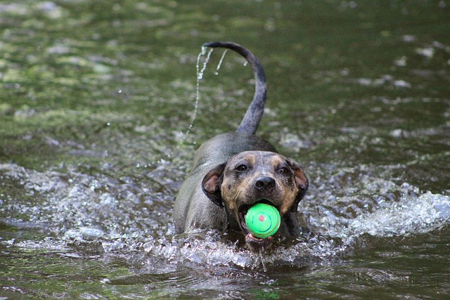 Free Dog Water photo and picture