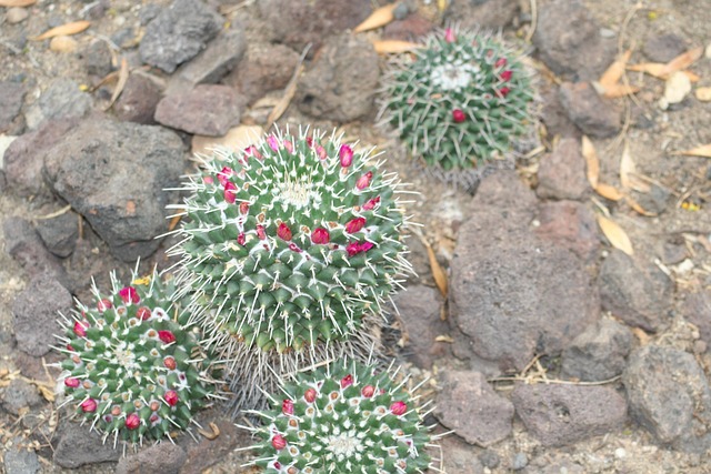 Free Mammalaria Cactus photo and picture