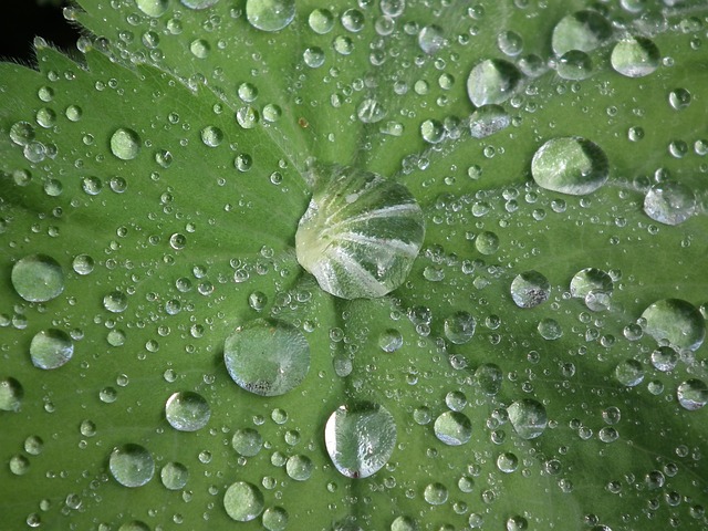 Free Waterdrop Frauenmantel photo and picture