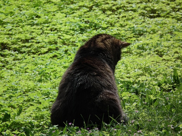 Free Cat Meadow photo and picture