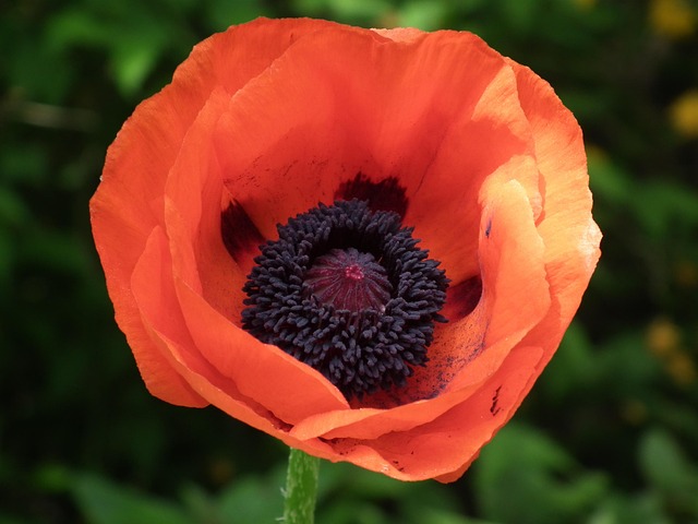 Free Poppy Poppy Flower photo and picture