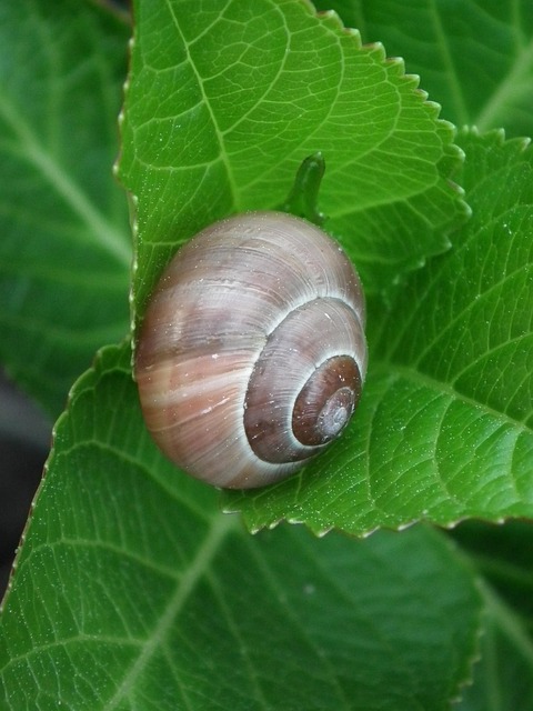 Free Snail Shell photo and picture