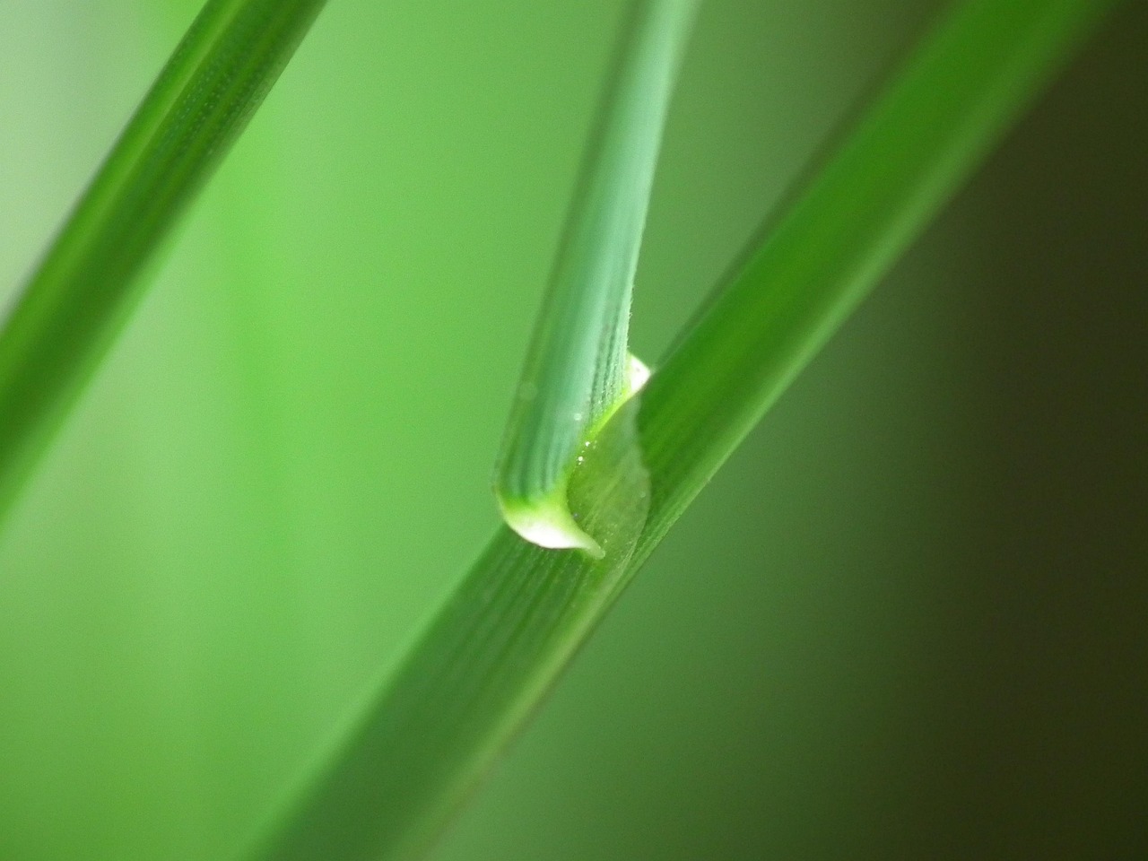 Blade Of Grass Green Close Up - Free photo on Pixabay - Pixabay