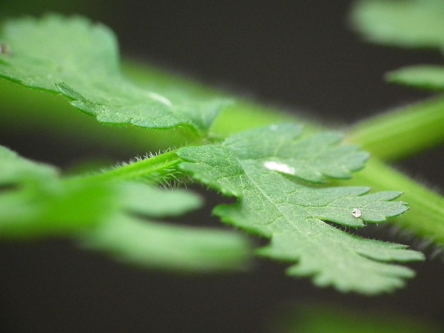 Free Leaf Green photo and picture