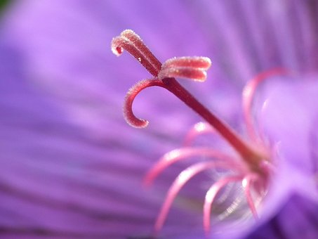 Étamines, Fleur, Pourpre, Macro