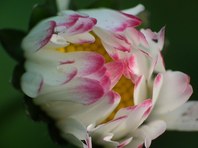 Free Daisy Blossom photo and picture