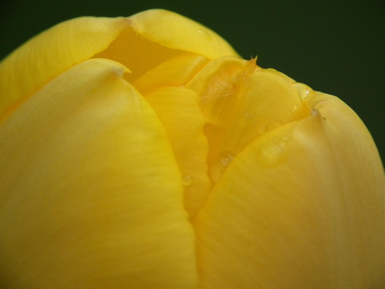 Tulip Yellow - Free photo on Pixabay - Pixabay
