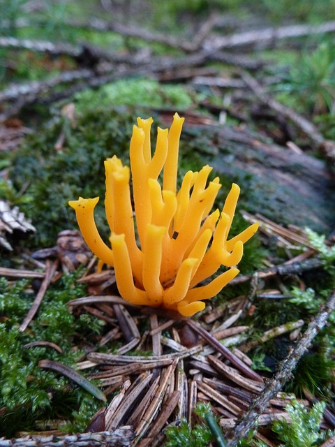 Free Mushroom Forest photo and picture